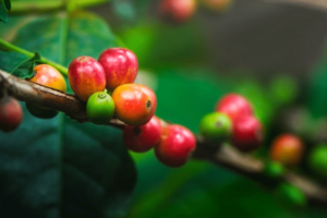 口臭対策成分：デオアタックとは？